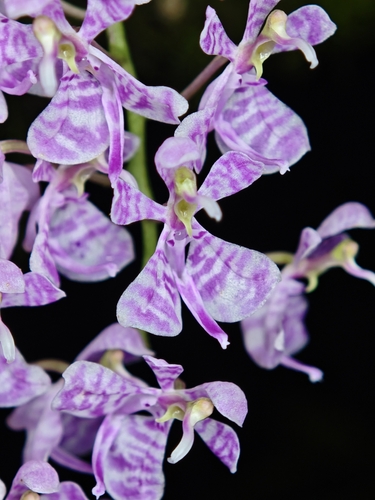 Zhejiangensis Orchid