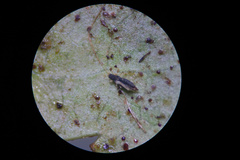 Heliothrips haemorrhoidalis