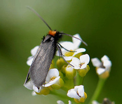 Cauchas rufifrontella