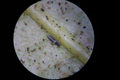 Heliothrips haemorrhoidalis