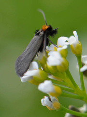 Cauchas rufifrontella