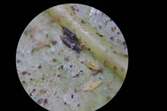 Heliothrips haemorrhoidalis