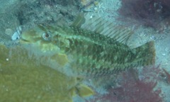 Leptoscarus vaigiensis