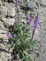 Lupinus arizonicus