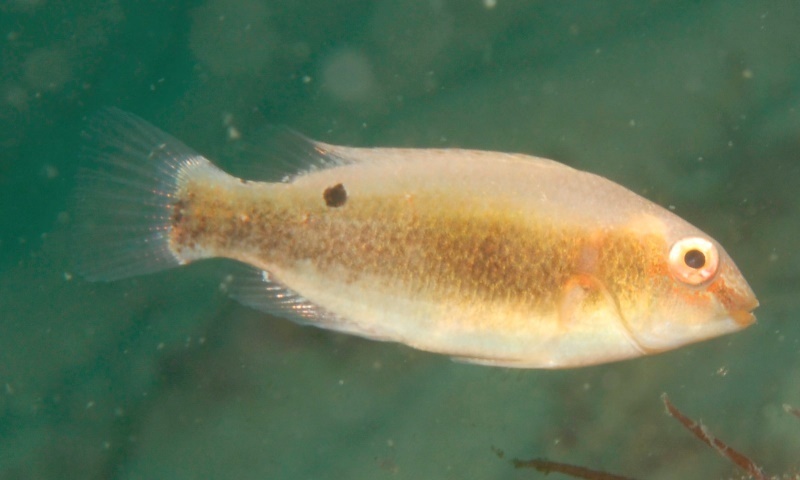 Venus Tuskfish