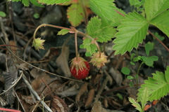 Fragaria orientalis
