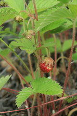 Fragaria orientalis