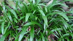 Allium paradoxum