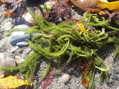 Caulerpa brownii