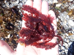 Blastophyllis calliblepharoides