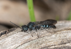 Ephutomorpha elegans