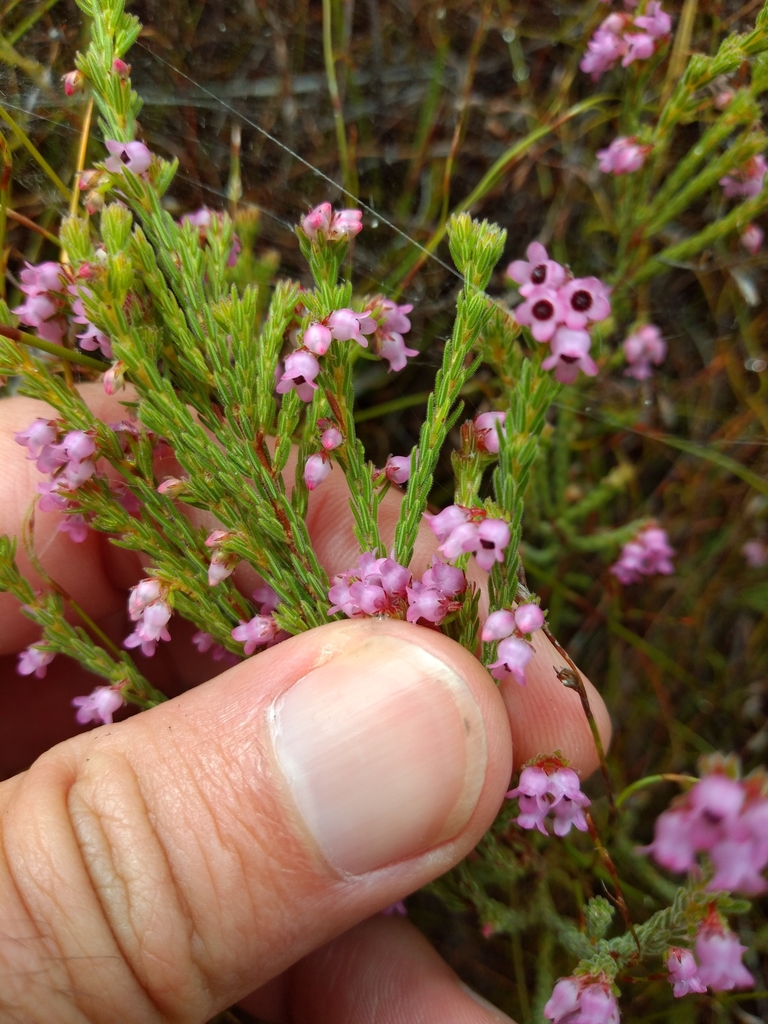 Erica chionophila