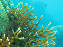 Millepora tenera