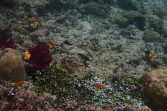 Thalassoma jansenii
