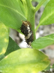 Papilio demoleus