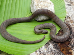 Stenorrhina degenhardtii