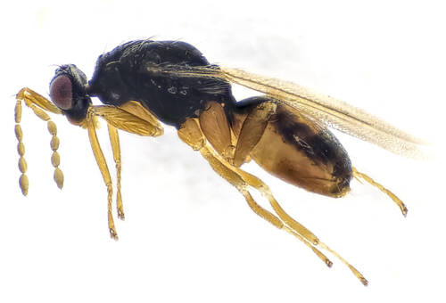 Wasp