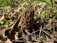 Morchella americana