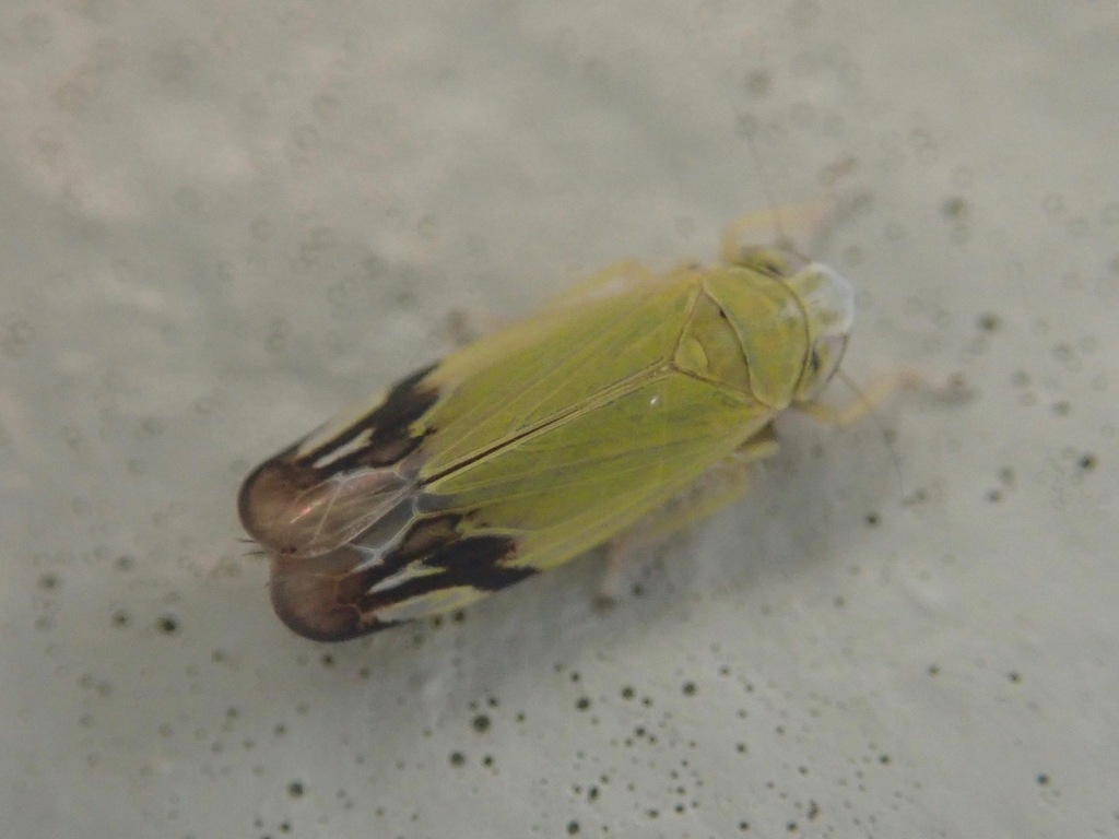 Deltanus bicolor