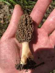 Morchella americana
