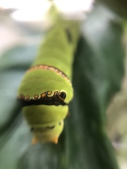 Papilio demoleus