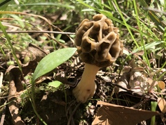 Morchella americana
