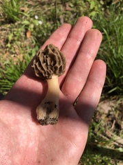 Morchella americana