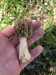 Morchella americana