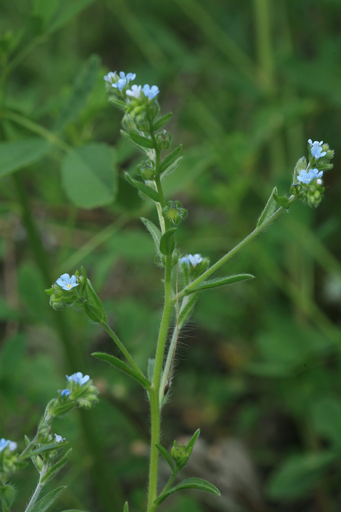 Lappula anisacantha