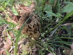 Morchella americana