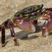 Striped Shore Crab - Photo (c) Nature Ali, some rights reserved (CC BY-NC-ND), uploaded by Nature Ali