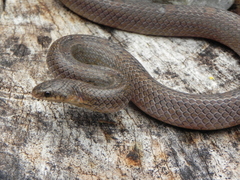Stenorrhina degenhardtii