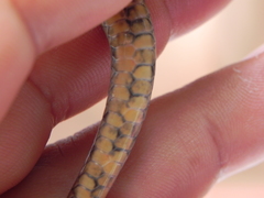 Stenorrhina degenhardtii