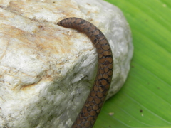 Stenorrhina degenhardtii