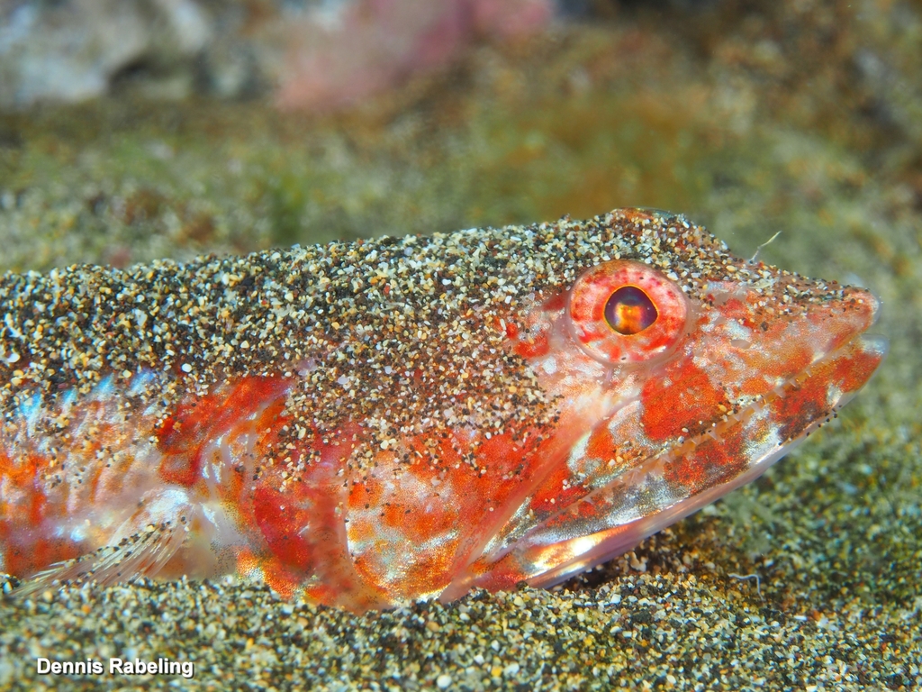 Red Lizardfish from Las Palmas, ES-CN, ES on May 20, 2026 at 01:27 PM ...