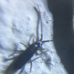 Tomocerus minor