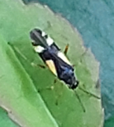 four-spotted plant bug, 3871 NE Hoevelaken, Netherlands, photo 10 of 10