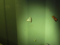 Autocharis hedyphaes