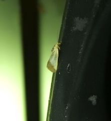 Acontia thapsina
