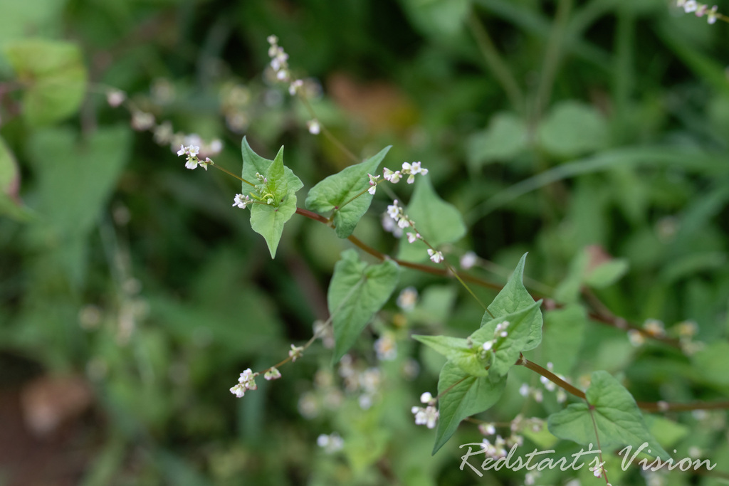 Fagopyrum gracilipes