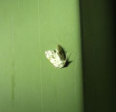 Niphopyralis chionesis