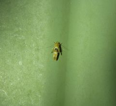 Hieromantis ephodophora