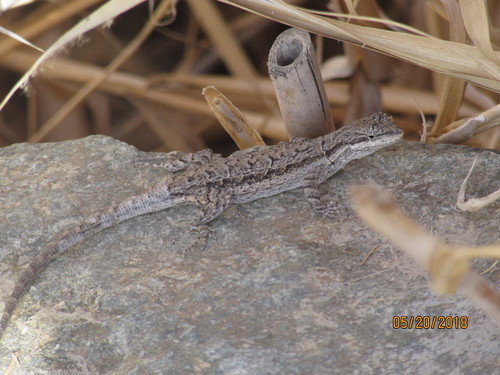 Colorado River Tree Lizard