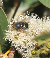 Calliphora augur