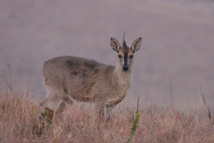 Sylvicapra grimmia caffra