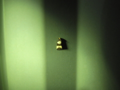 Micrapatetis orthozona