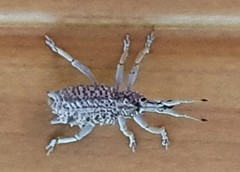 Leptopius setosus