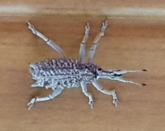 Leptopius setosus