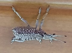 Leptopius setosus