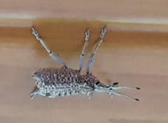 Leptopius setosus